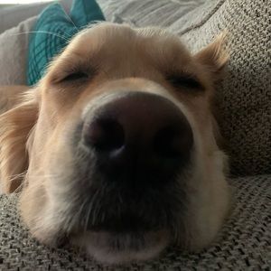 Meet your Posher, Justin